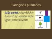 Organizmų mityba. Energija 16 puslapis