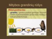 Organizmų mityba. Energija 6 puslapis