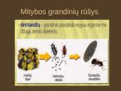 Organizmų mityba. Energija 7 puslapis