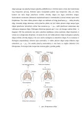 Kvėpavimo fizika 7 puslapis