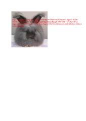 Apie vilną (jų rūšys) 2 puslapis