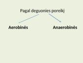Biologija (gyvūnai) 17 puslapis