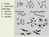 Biologija (gyvūnai) 19 puslapis