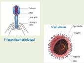 Biologija (gyvūnai) 9 puslapis