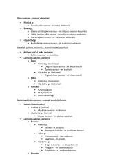 Anatomija. Kaulai ir Raumenys. Konspektas. 12 puslapis