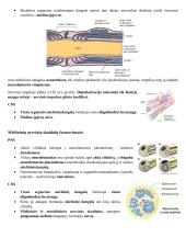 Histologija. Nervinis audinys 7 puslapis