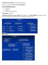 Histologija. Nervinis audinys 8 puslapis