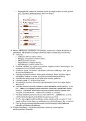 Slaugos pagrindai 6 puslapis