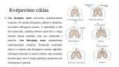 Kvėpavimo fizika - Kvėpavimo sistema  6 puslapis