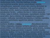 A. Škėmos romano „Balta drobulė” pagrindiniai nagrinėjimo aspektai 2 puslapis