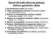 Šeimos ciklas 13 puslapis
