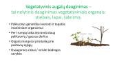 Vegatatyvinis dauginamasis 2 puslapis