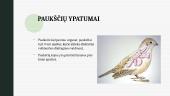 Stuburinių gyvūnų ypatumai 12 puslapis
