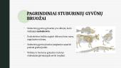 Stuburinių gyvūnų ypatumai 3 puslapis
