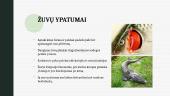 Stuburinių gyvūnų ypatumai 5 puslapis