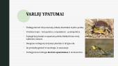Stuburinių gyvūnų ypatumai 7 puslapis