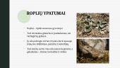 Stuburinių gyvūnų ypatumai 9 puslapis