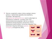 Uoslė ir skonis 12 puslapis