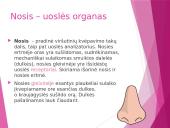 Uoslė ir skonis 5 puslapis