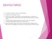 Uoslė ir skonis 8 puslapis