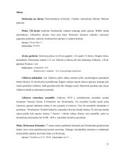 Turistinis mašrutas Lietuvoje 11 puslapis