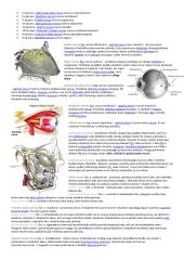 Žmogaus anatomija ir fiziologija 12 puslapis