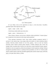 Ekosistemos. Referatas 20 puslapis