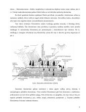 Ekosistemos. Referatas 8 puslapis