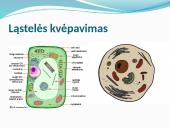 Kvėpavimas. Pristatymas 4 puslapis