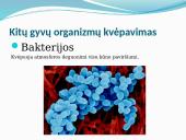 Kvėpavimas. Pristatymas 5 puslapis