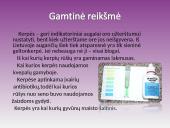 Kerpės. Pristatymas 11 puslapis