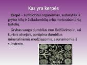 Kerpės. Pristatymas 3 puslapis