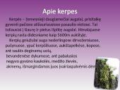 Kerpės. Pristatymas 4 puslapis