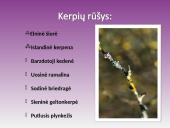 Kerpės. Pristatymas 5 puslapis