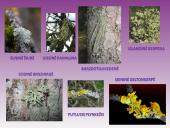 Kerpės. Pristatymas 6 puslapis