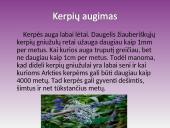 Kerpės. Pristatymas 7 puslapis