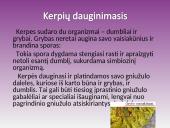 Kerpės. Pristatymas 9 puslapis