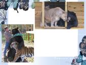 Socialiniai santykiai tarp gyvūnų 11 puslapis