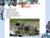 Socialiniai santykiai tarp gyvūnų 4 puslapis