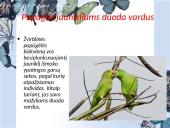 Socialiniai santykiai tarp gyvūnų 5 puslapis