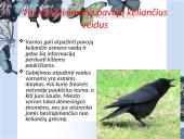 Socialiniai santykiai tarp gyvūnų 6 puslapis