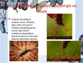 Socialiniai santykiai tarp gyvūnų 7 puslapis