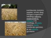 Duoniniai augalai 2 puslapis