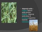 Duoniniai augalai 5 puslapis