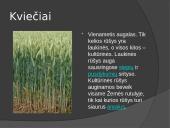 Duoniniai augalai 6 puslapis