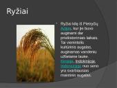 Duoniniai augalai 7 puslapis