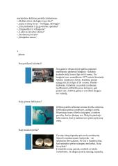 LIETUVOS JŪRŲ MUZIEJUS 2 puslapis