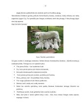 Produkcijos ir paslaugos teikimo technologija sukurtoje įmonėje: UAB "Auksinės pėdutės" 13 puslapis