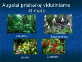 Vidutinio klimato juostos miškai 4 puslapis