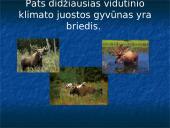 Vidutinio klimato juostos miškai 6 puslapis